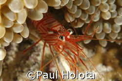 Peppermint Shrimp. Bonaire. Canon XTi 100mm. by Paul Holota 